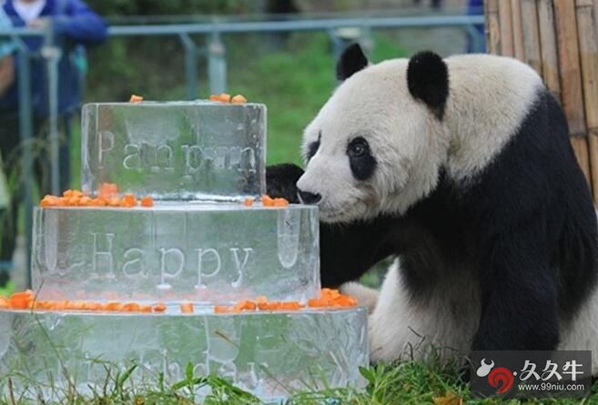 最高龄大熊猫逝世