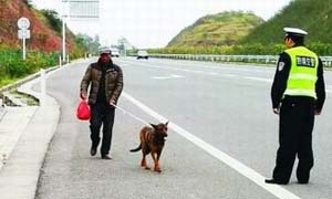 男子上高速公路遛狗 悠然自得高速上散步游荡惊呆路人