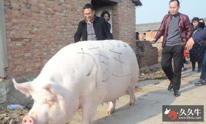 郑州1500斤猪王