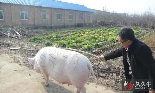 郑州1500斤猪王