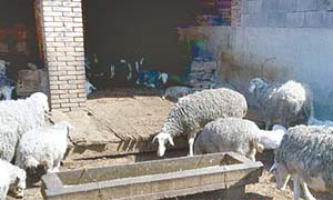 养殖户用泔水喂羊 羊圈脏乱差恶臭难闻食品安全难保障