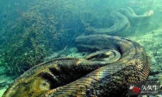 阳澄湖出现大水蛇图片