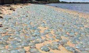 数千水母被冲上岸 不计其数摆满沙滩密密麻麻场面太壮观