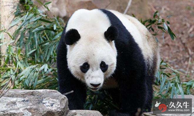 旅美熊猫启程回国