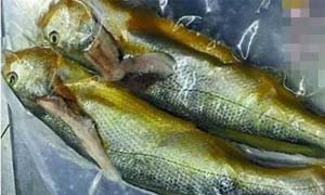 两条小黄鱼4628 天价鱼惊呆食客投诉无良餐馆宰割消费者