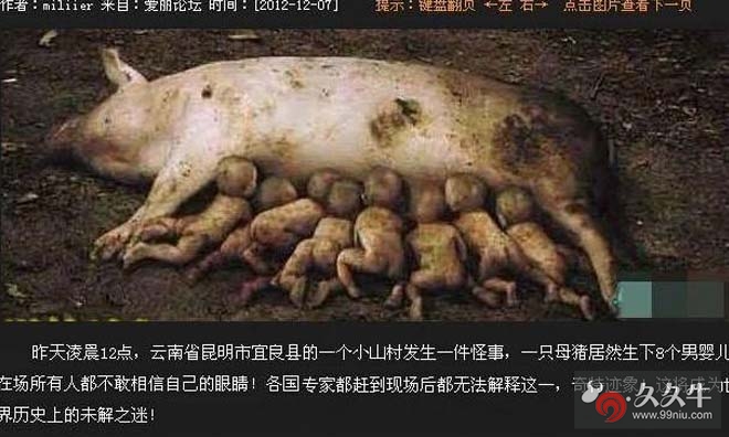 一只母猪居然生下8个男婴儿