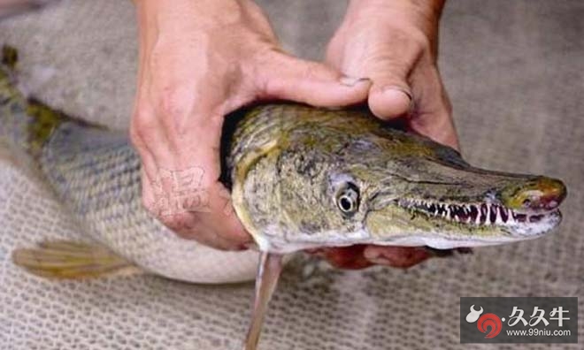 帕库食人鱼为什么专咬生殖器