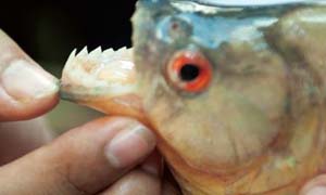 帕库食人鱼为什么专咬生殖器 揭秘食人鱼爱吃生殖器原因