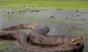 神秘巨蛇现身马来西亚 百英尺身长1龙头7鼻孔有图为证