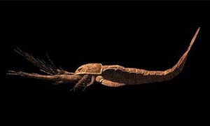 巨型古广翅鲎 揭秘进化史上最大节肢动物体型庞大真相