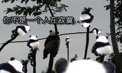 史上最寂寞的熊猫          坐树桩看落日